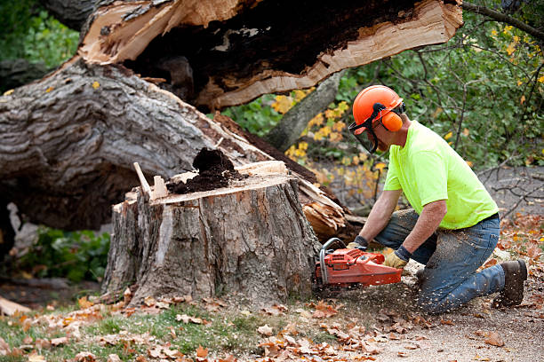 Best Emergency Storm Tree Removal  in USA